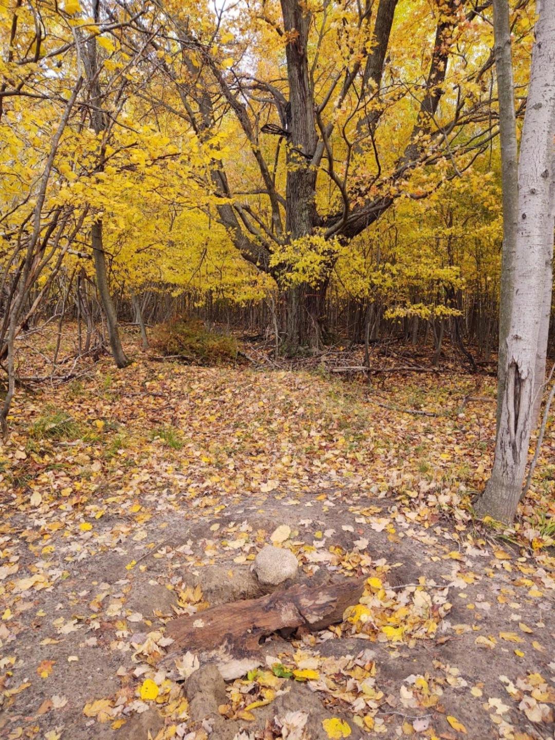 IMG_20201013_111839117
