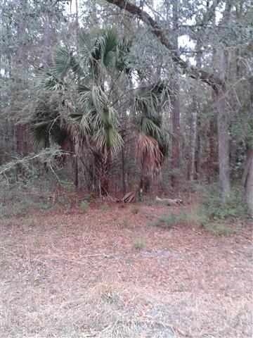 0 Westmarch unit 1 285787, Crawfordville, FL 32327 - photo 1