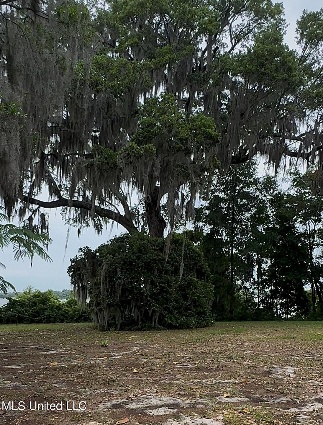 live oak tree near the water