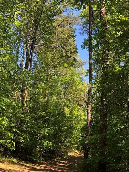 Mixed woods, beautiful Skys!
