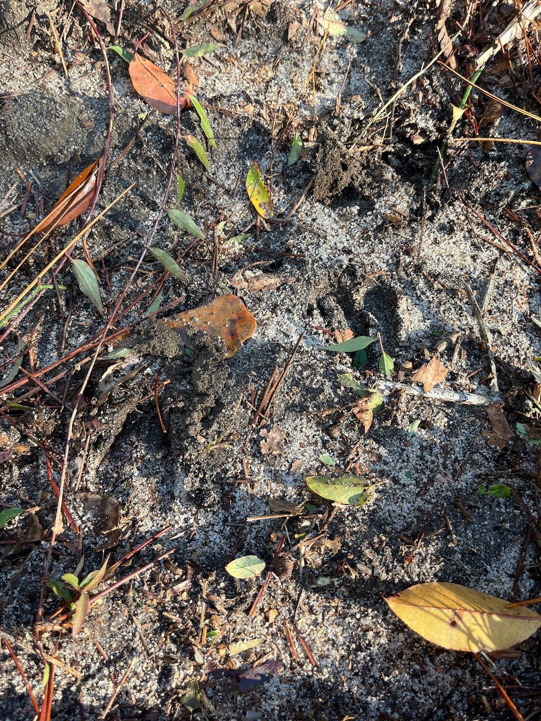 Bhl 1 Boise Cascade Rd, Bethune, SC 29009 - photo 1