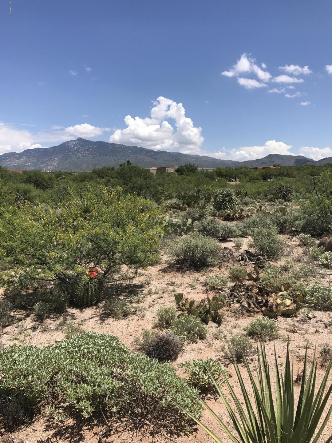 Rincon peak view