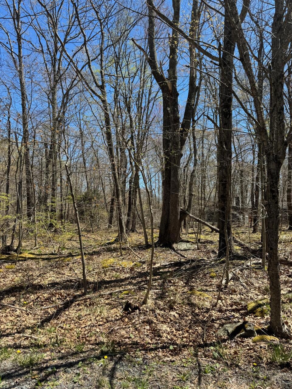 130 Wagner Way, Pocono Lake, PA 18347 - photo 1