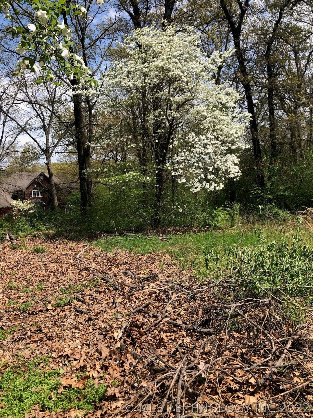 Gorgeous Dogwood Trees on this lot