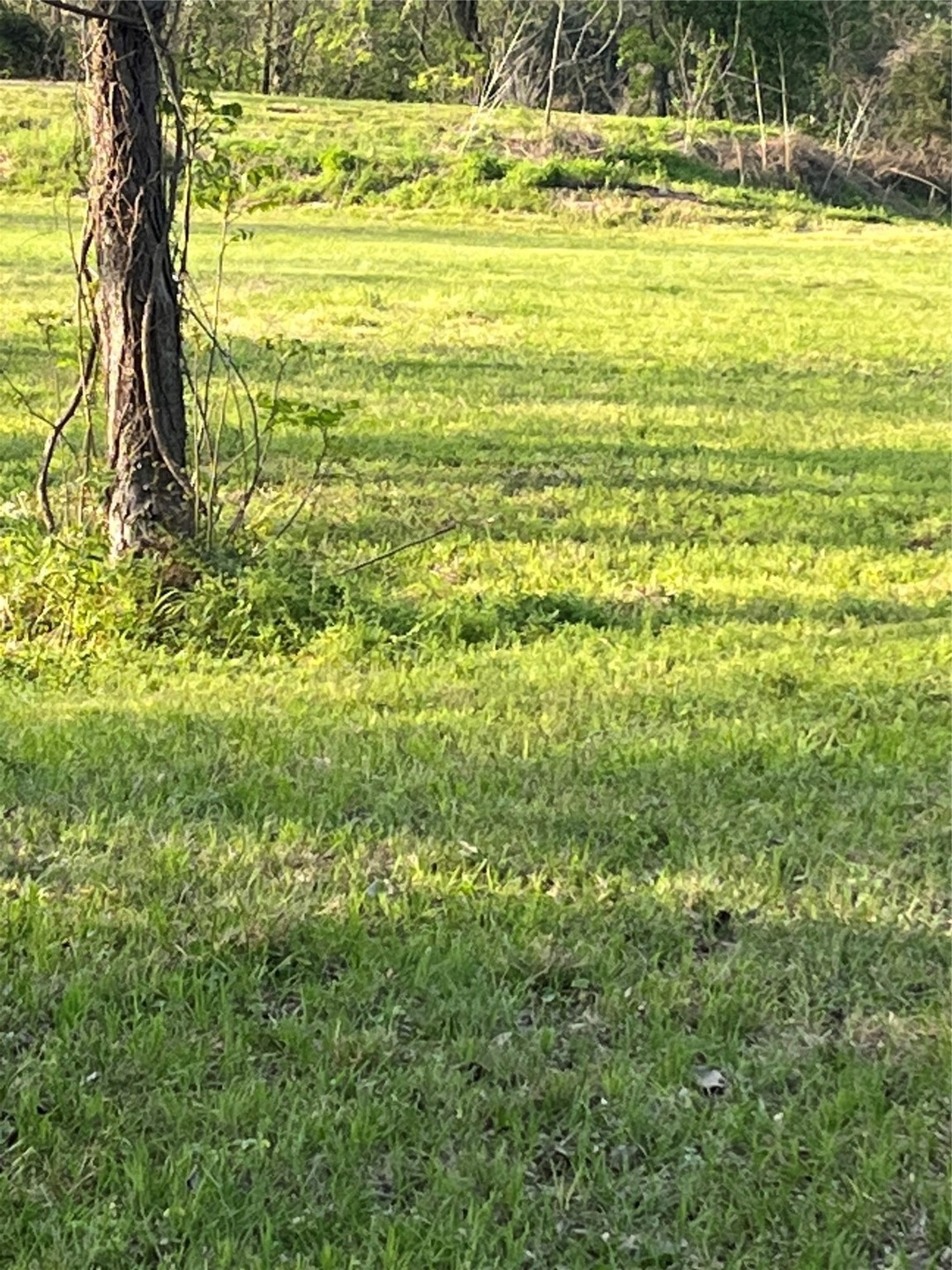 7311 Banyan St, Houston, TX 77028 - photo 1