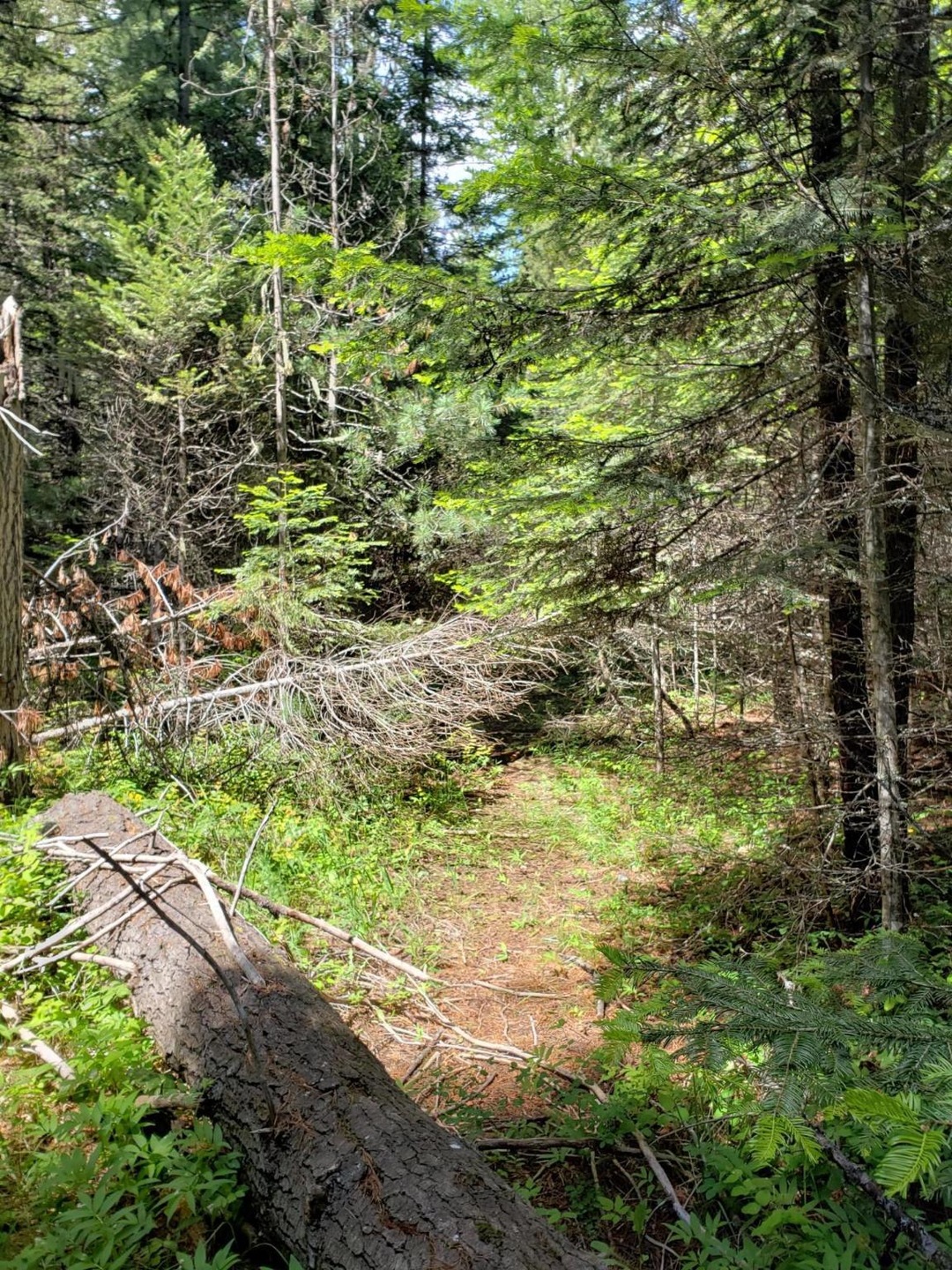 209 & 213 Sherman Ln, Bigfork, MT 59911 - photo 1