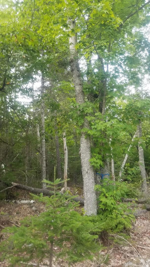 WOODS (2)