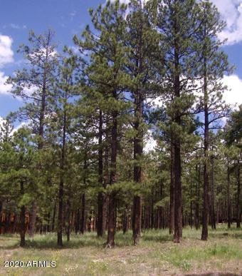 Gorgeous Mature Pines