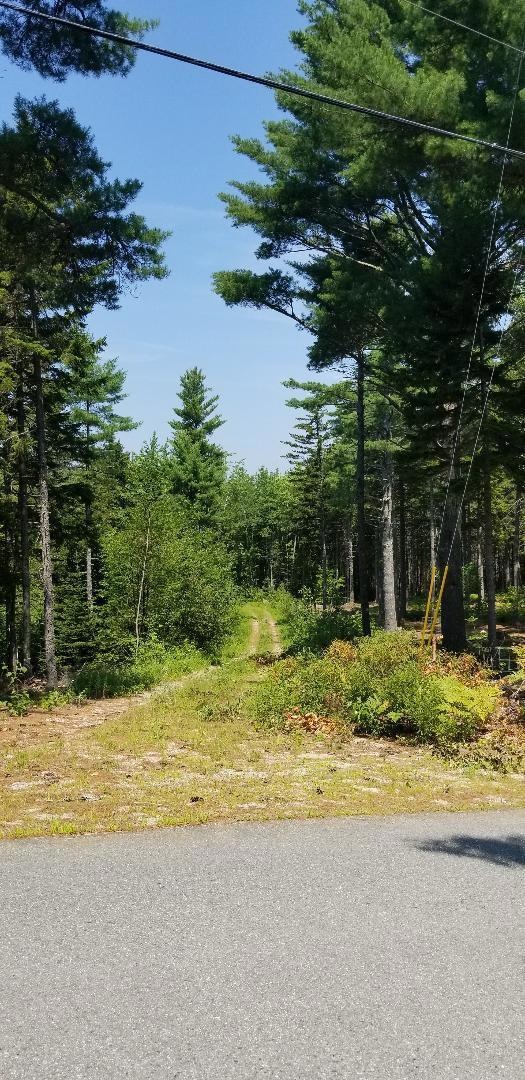 Hales woods 3