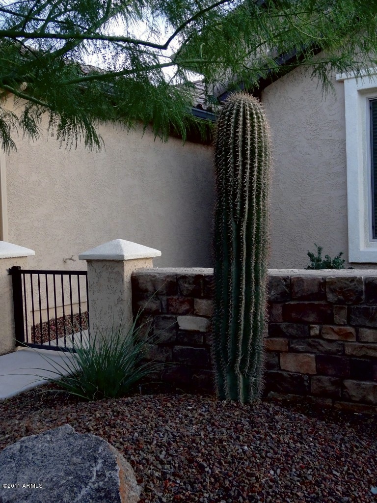 Saquaro Cactus.