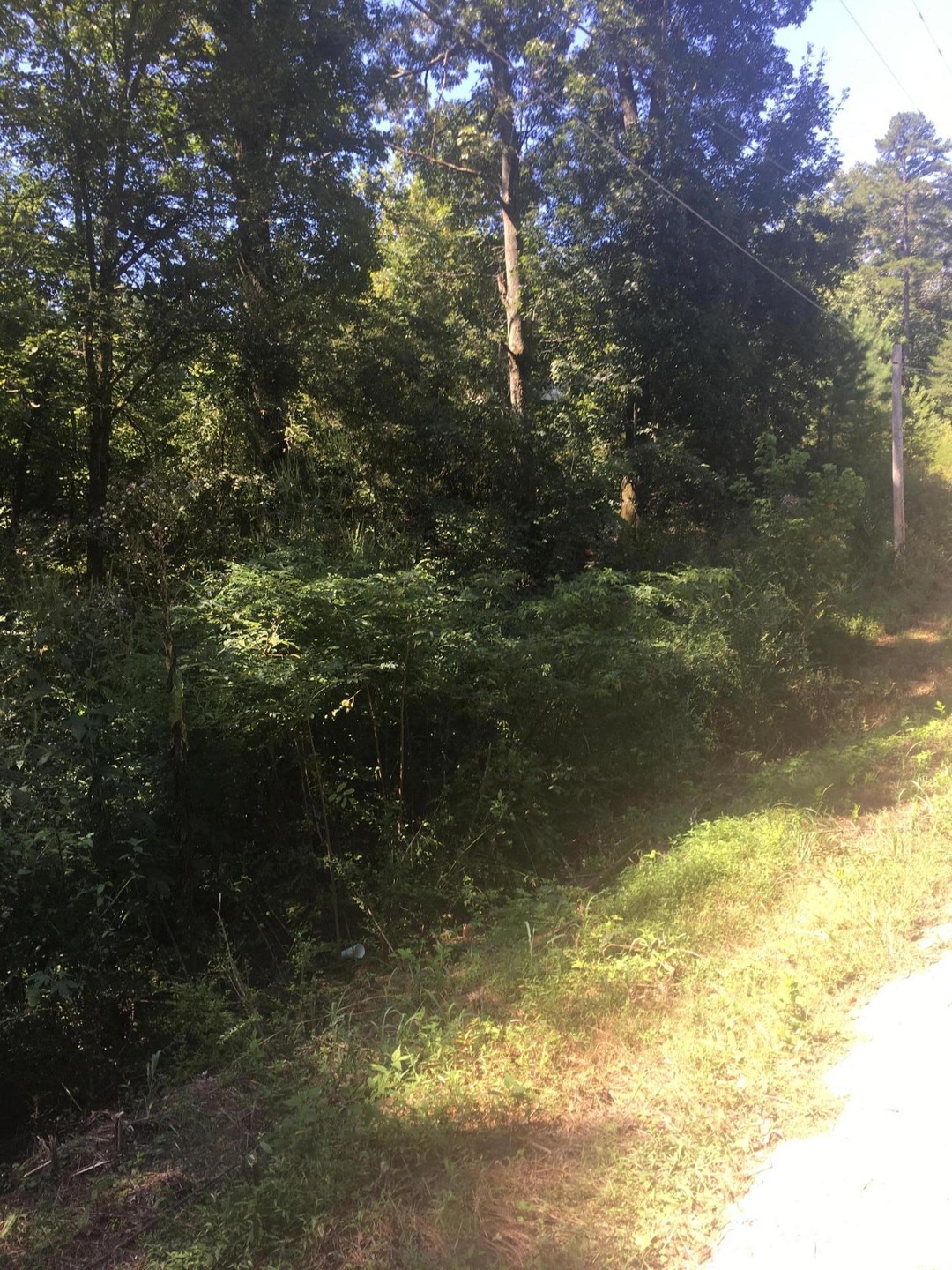 0 Forrest pic