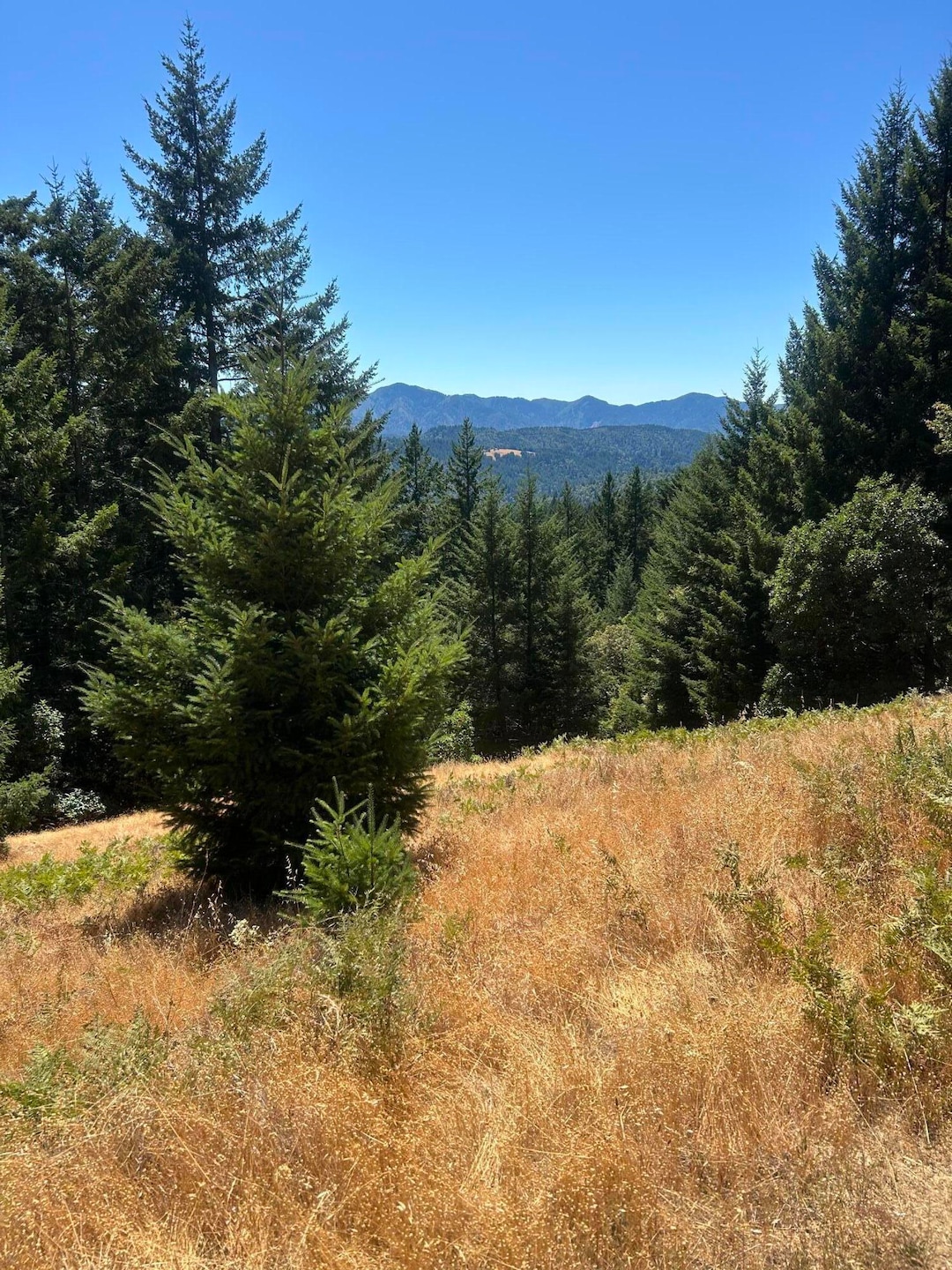 5972 Panther Gap Rd, Honeydew, CA 95545 - photo 1