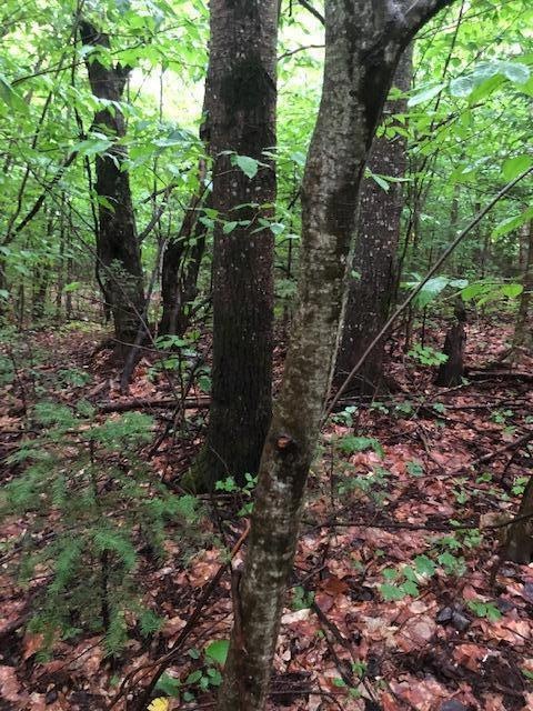 1.6 Ac Co Rd 407, Newberry, MI 49868