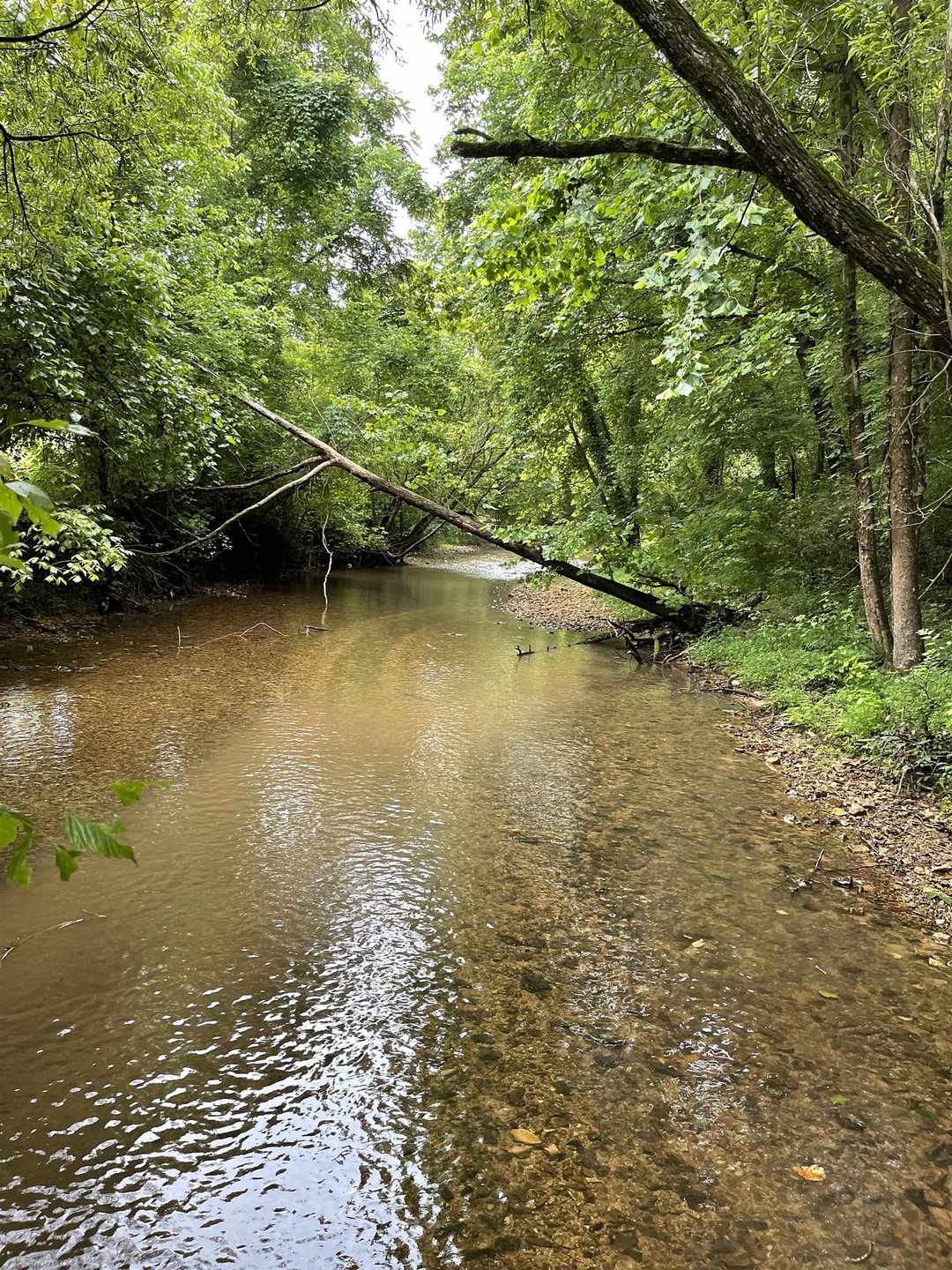 0 Woods Prong Rd, Linden, TN 37096 - photo 1