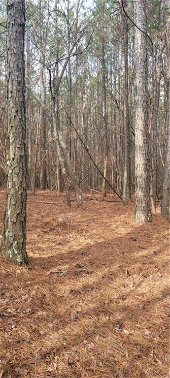 View of local wilderness