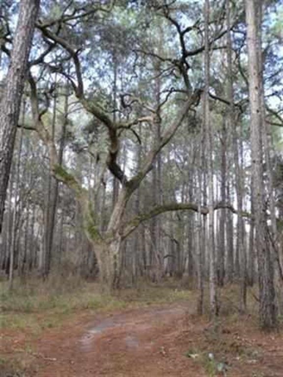 0 Little Egypt Plantation Rd unit 241999, Miccosukee, FL 32309 - photo 1