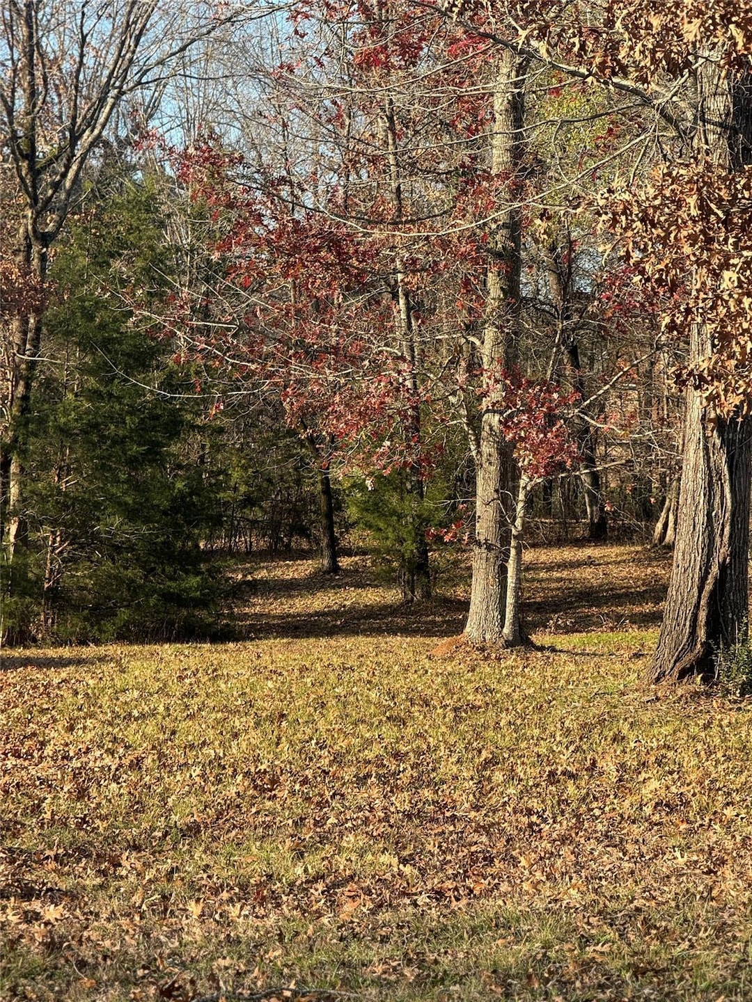 View of local wilderness