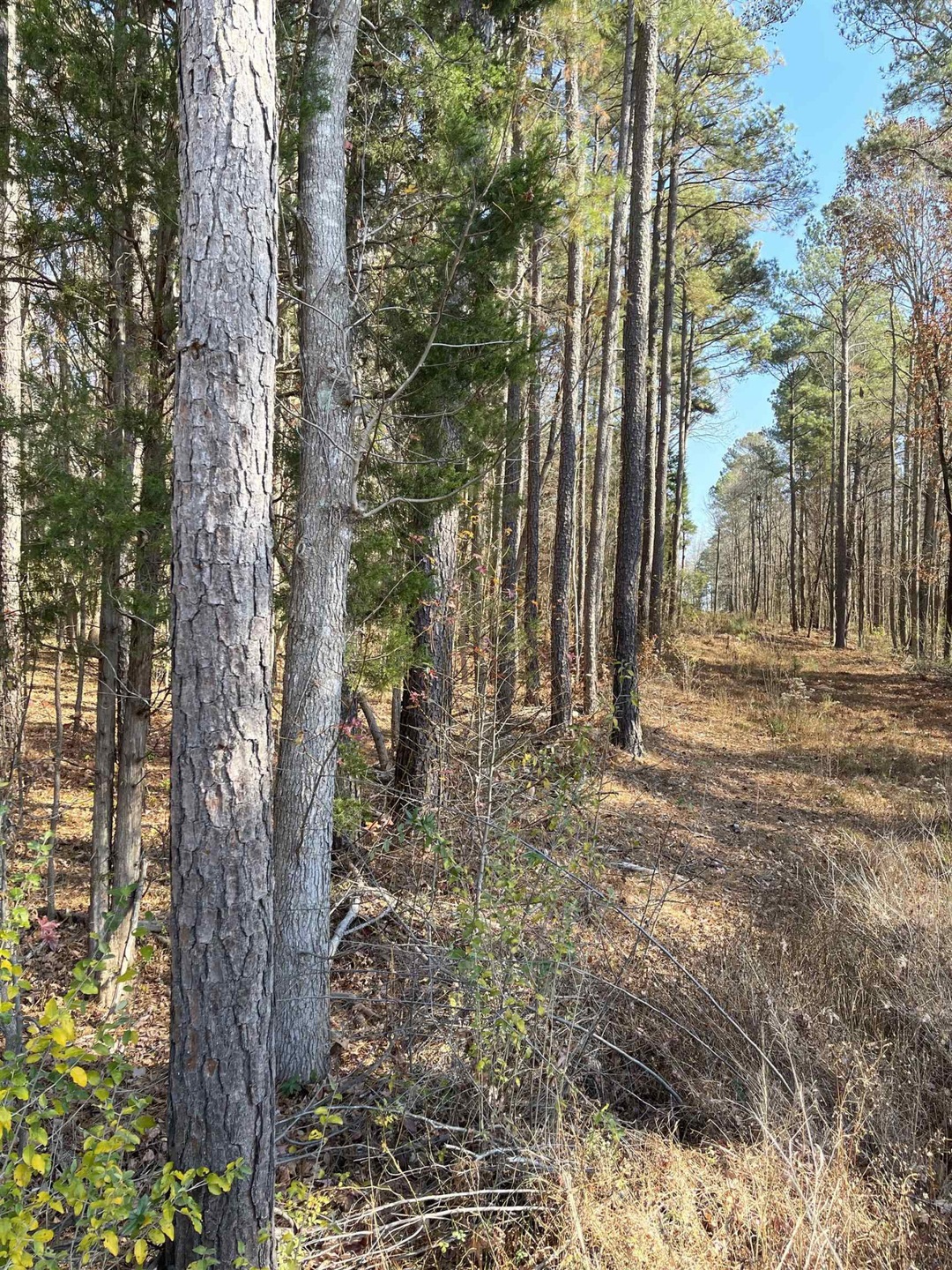 Off N Carolina 87, Pittsboro, NC 27312 - photo 1