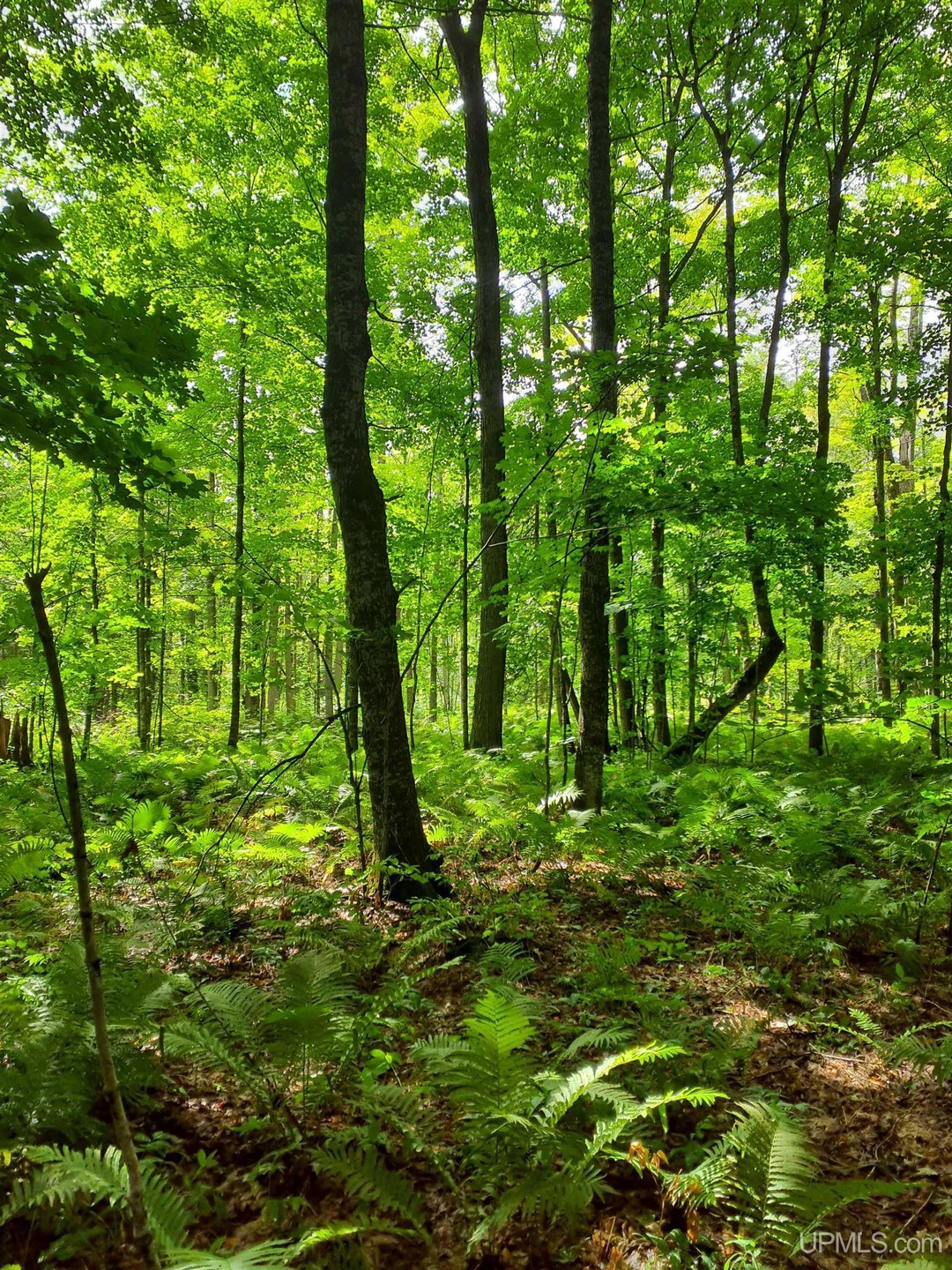 TBD Bestard Rd, Ontonagon Township, MI 49953 - photo 1