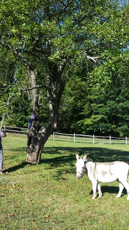 114 Larch Row, Wenham, MA 01984 - photo 1