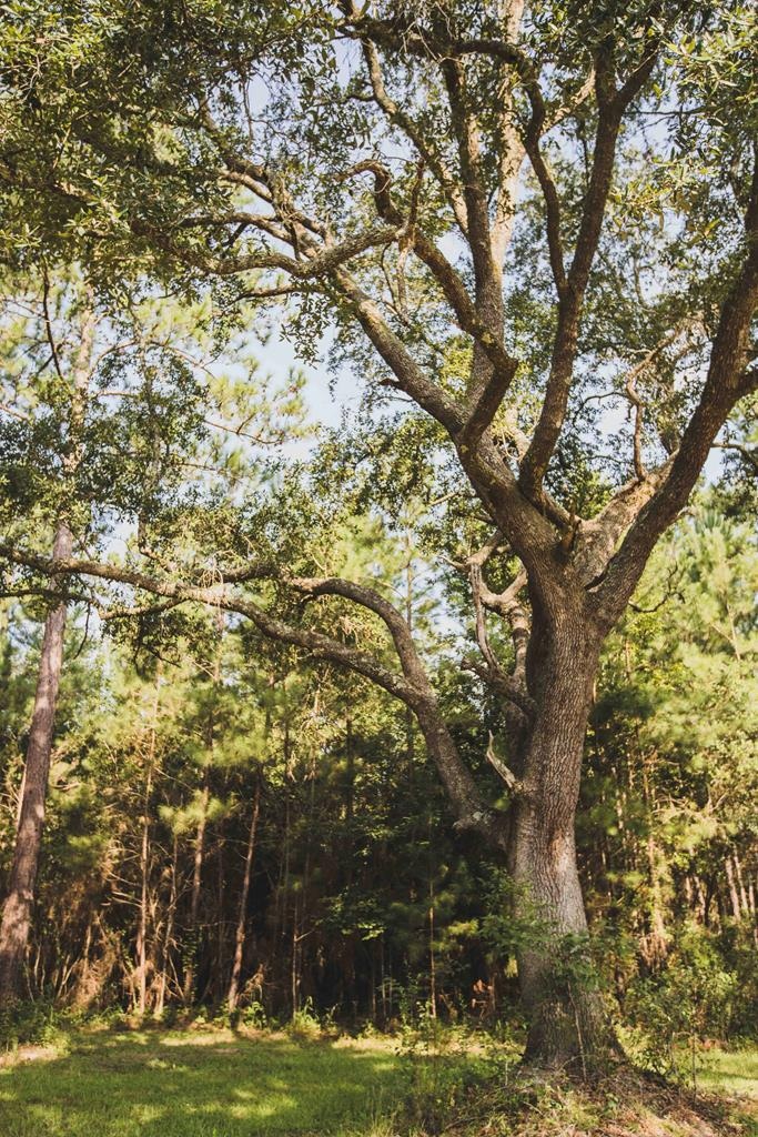 210 Egg & Butter Rd, Ochlocknee, GA 31773 - photo 1