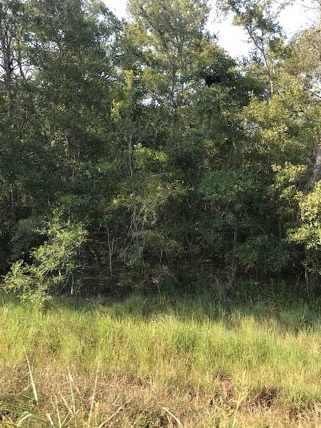 0 Leperchaun Ln, Brazoria, TX 77422 - photo 1