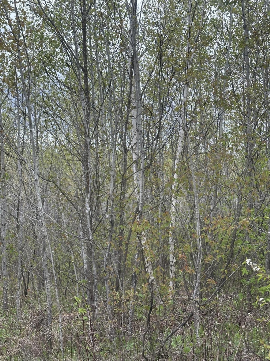 ON Long Shot Ln unit 4093, Minocqua, WI 54548 - photo 1