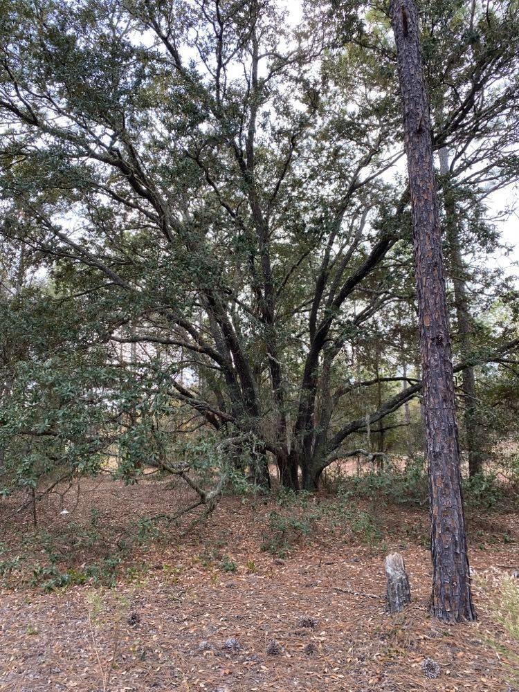 0 SW 209 Ct unit 781005, Dunnellon, FL 34431 - photo 1