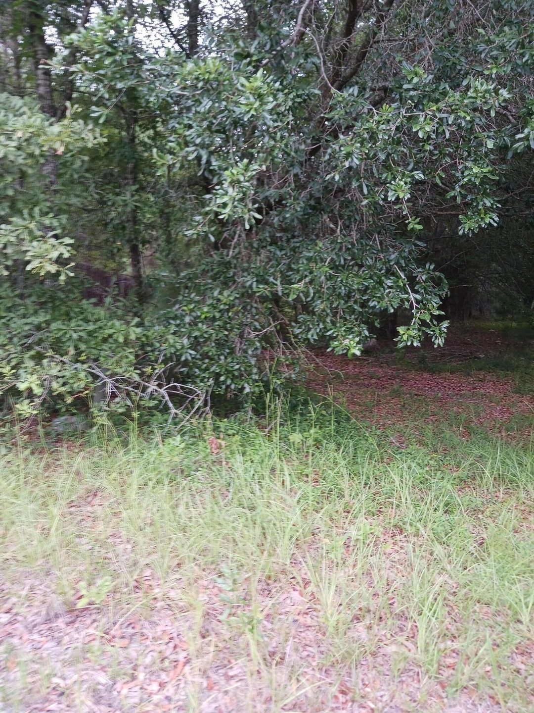 1638 Old Whitesville Rd, Moncks Corner, SC 29461 - photo 1