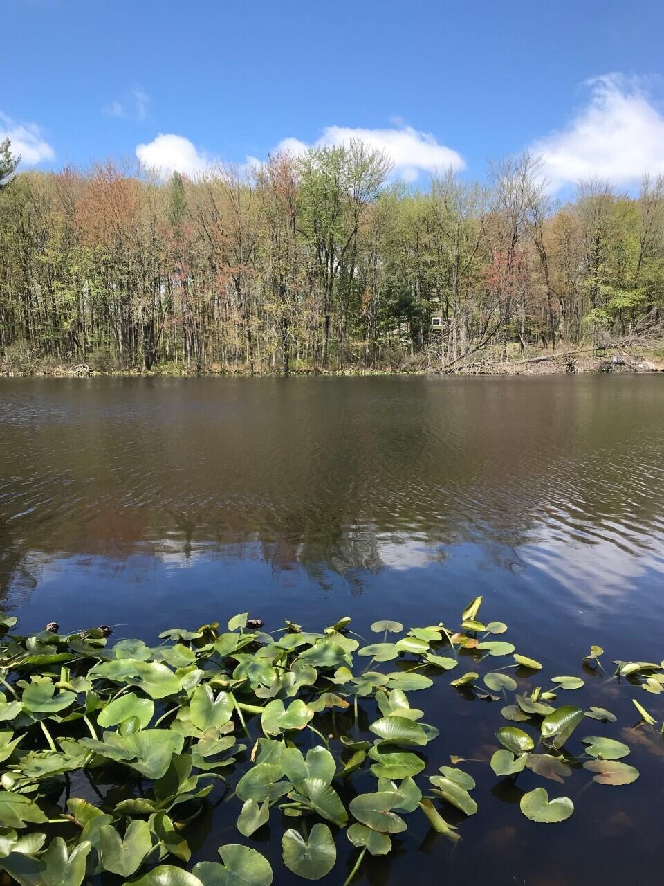blood lake lily pads