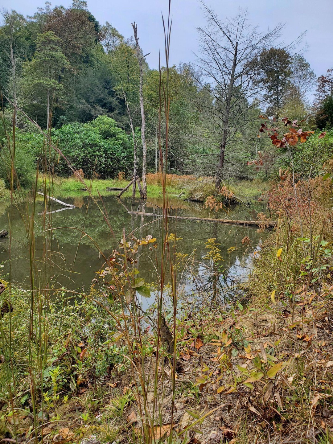Pond