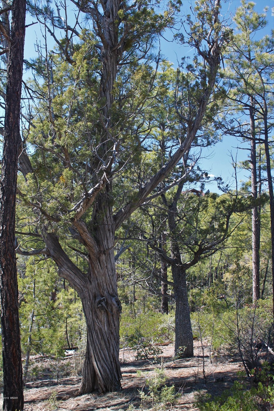 2170 S Pleasantview Dr, Show Low, AZ 85901 - photo 1