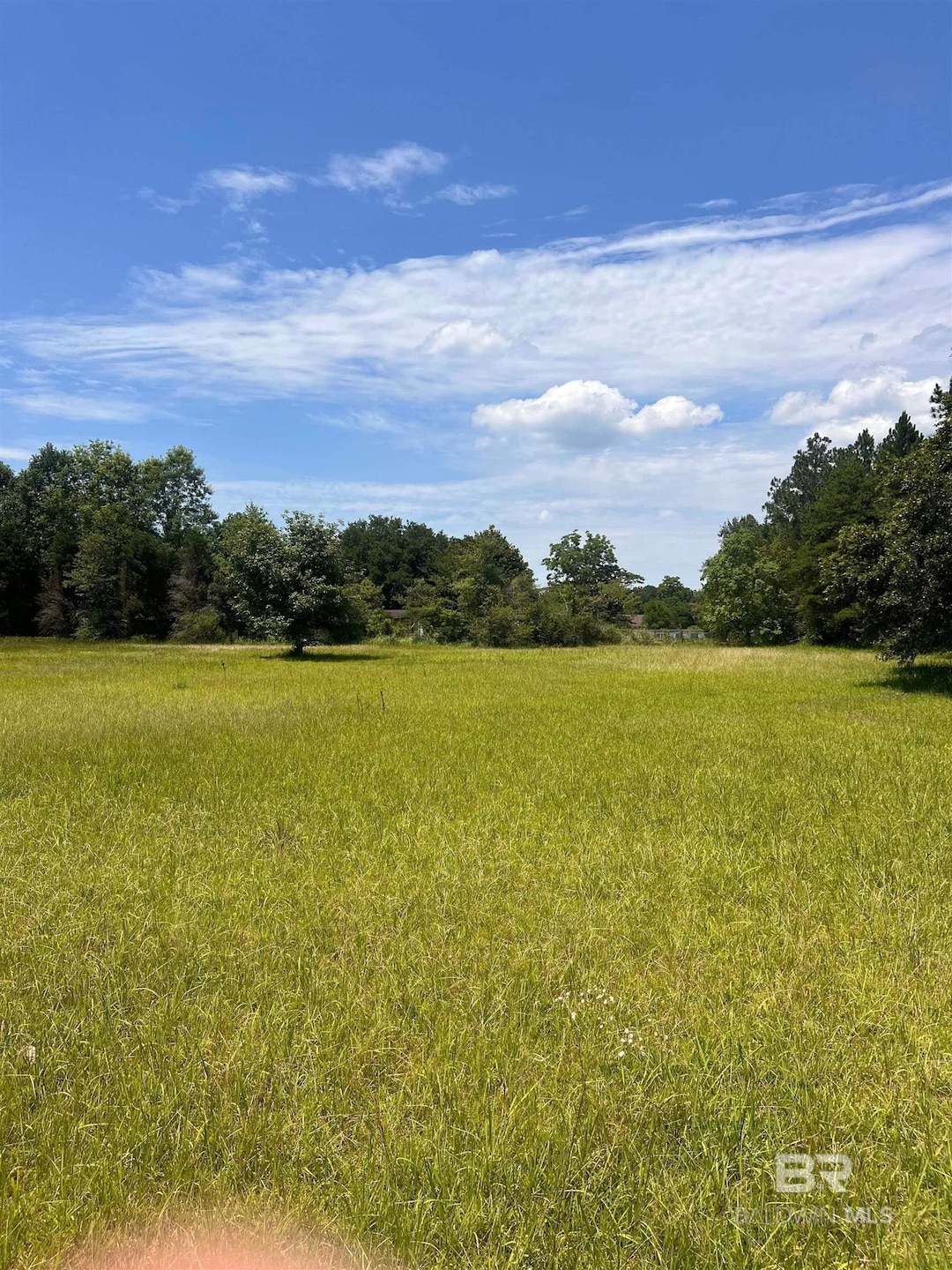 View of local wilderness