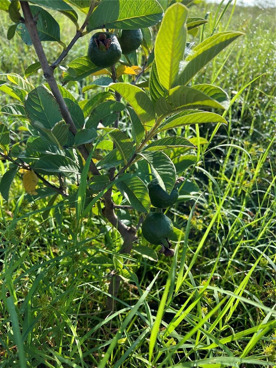 537 NW 144th Dr, Okeechobee, FL 34972 - photo 1