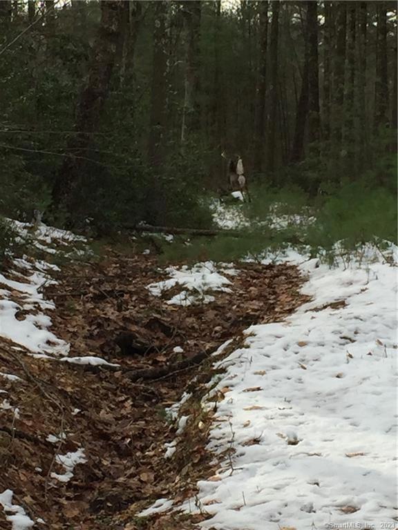 Look closely to see the big buck running away