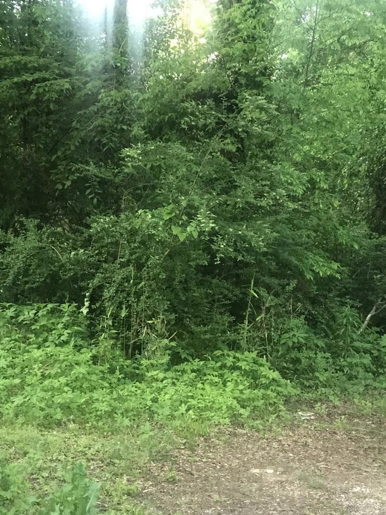 00 Jerri St, Lufkin, TX 75904 - photo 1