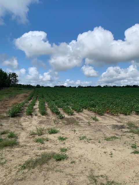 0 N Gordon St, Ashburn, GA 31714 - photo 1