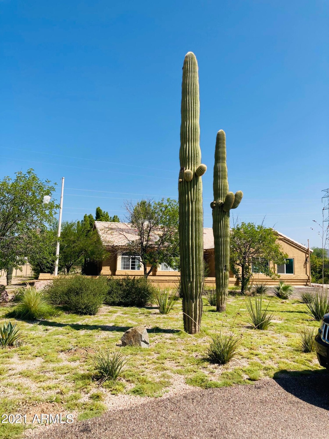 Front saguaros