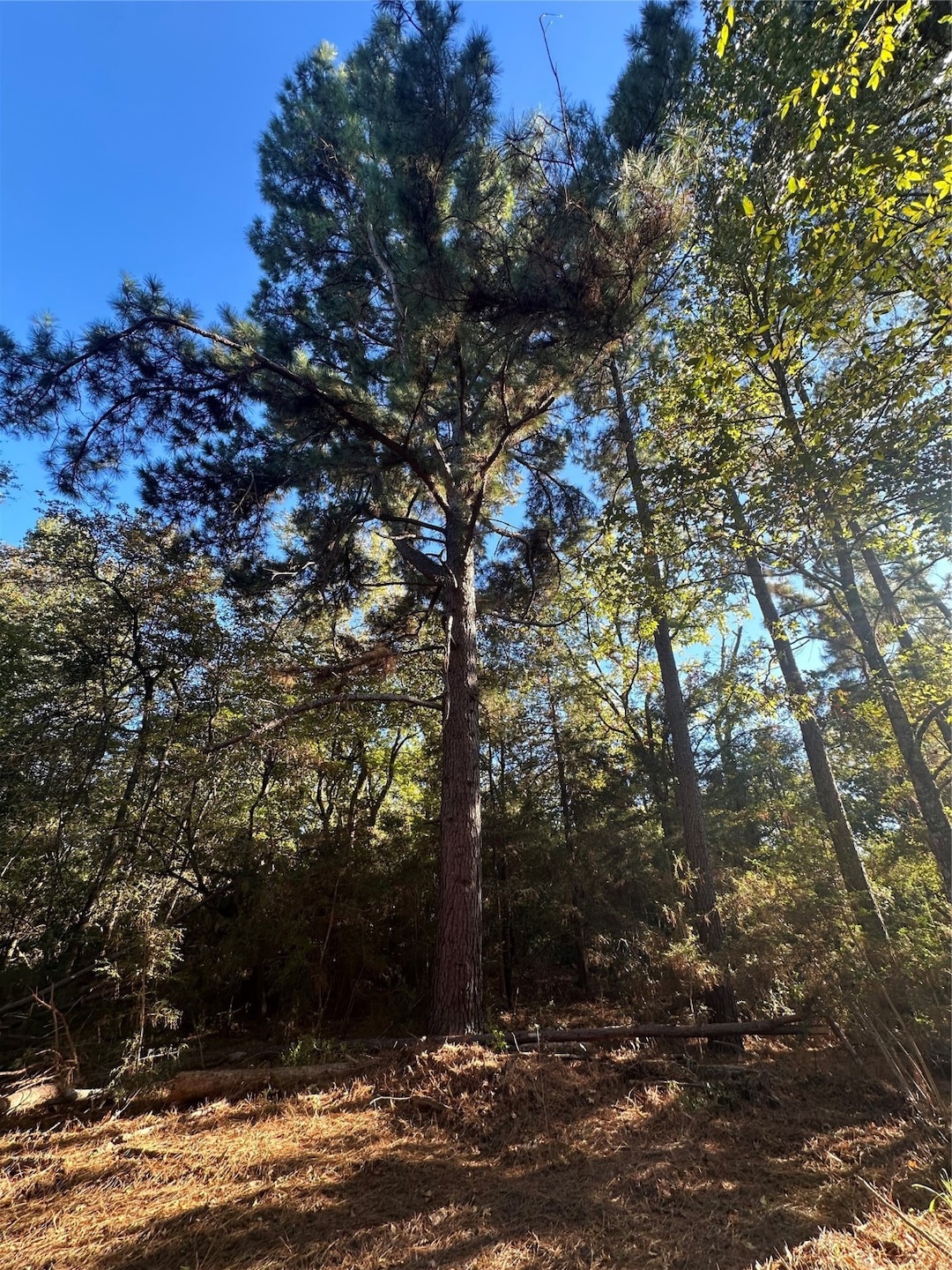 TR 5 Cr 219, Buffalo, TX 75831 - photo 1