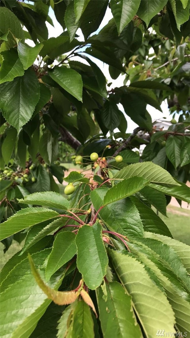 614 S Jarvis Ave, East Wenatchee, WA 98802 - photo 1