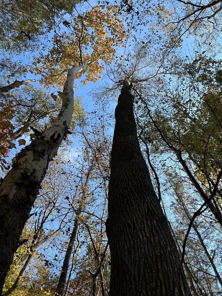 tbd Cr 457, Calhoun City, MS 38916 - photo 1
