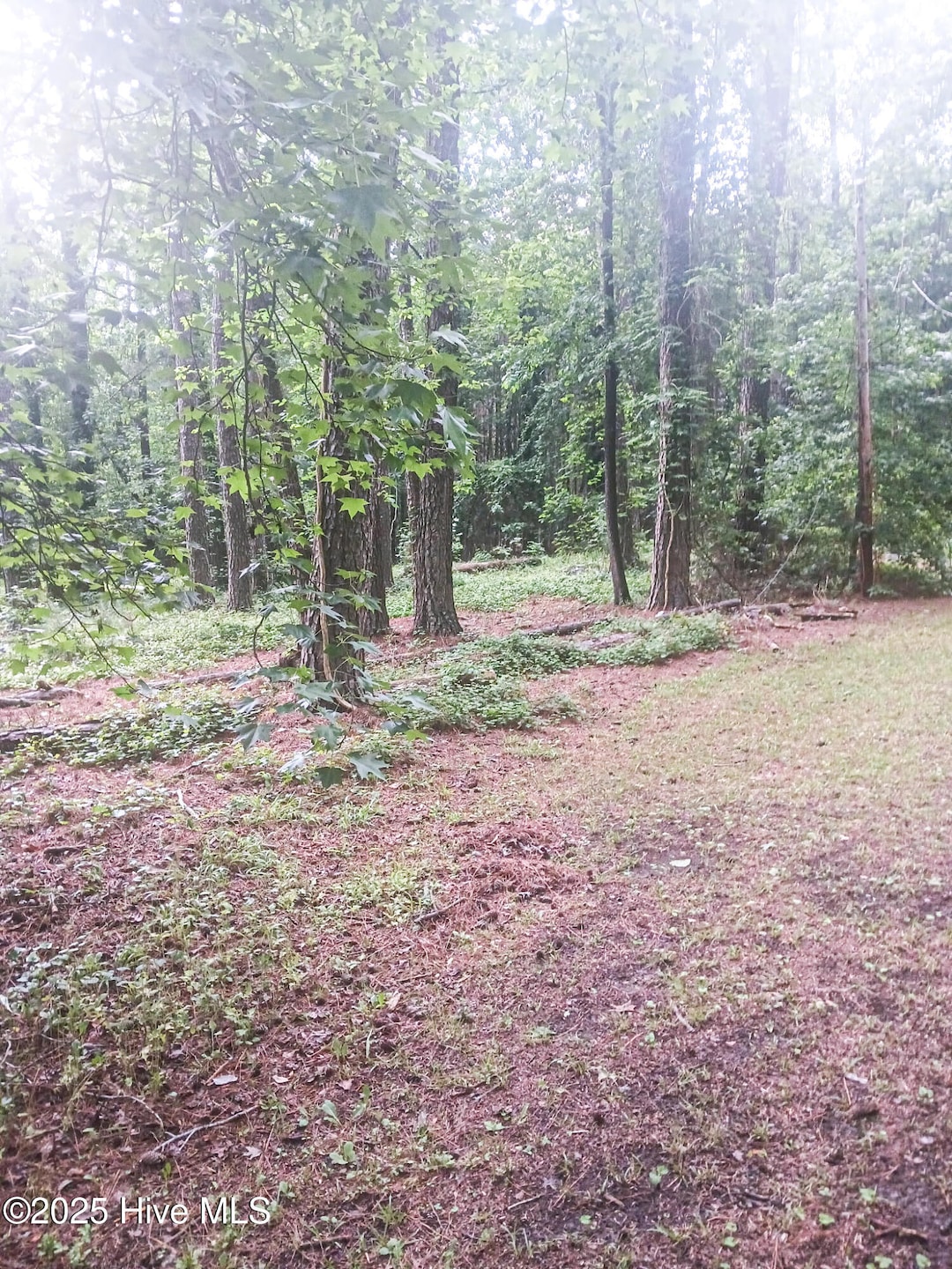 Pic1