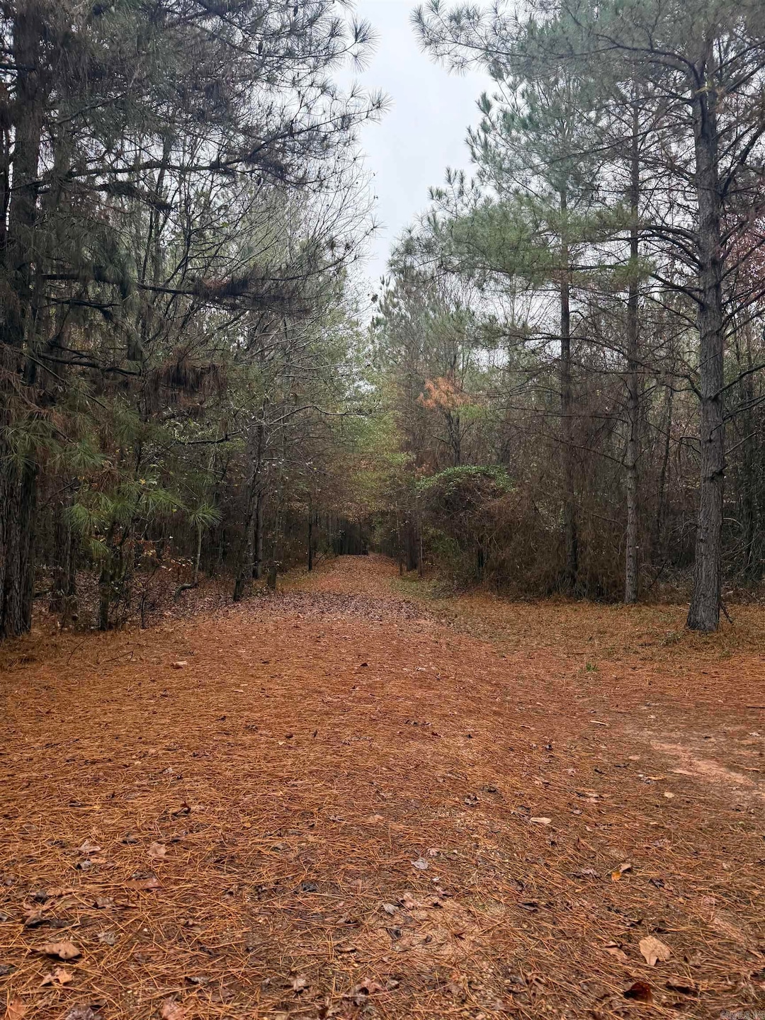 TBD Loan Oak Rd, Lockesburg, AR 71846 - photo 1