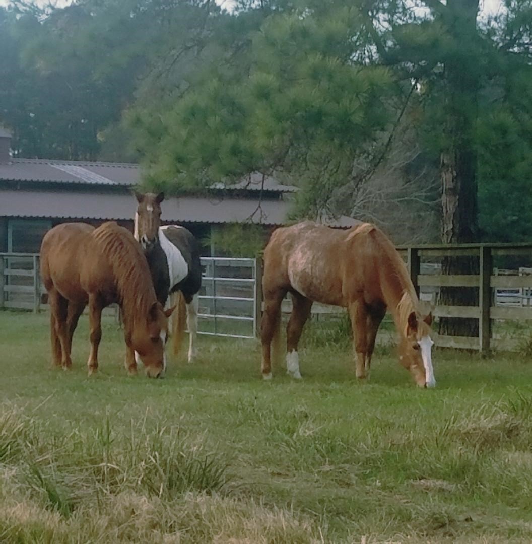 16415 Fritsche Cemetery Rd, Cypress, TX 77429 - photo 1