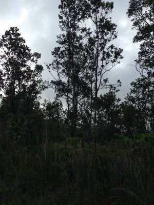 Tall Ohia trees - what a pretty lot !