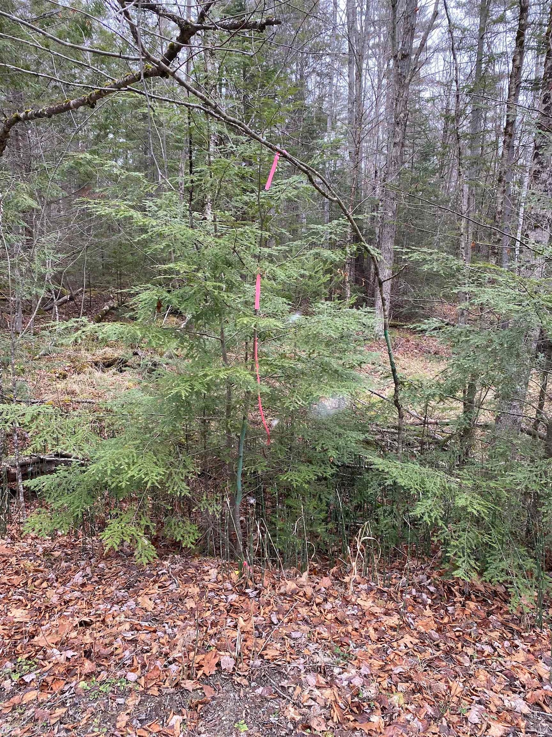 84 Vernon Ave, Haverhill, NH 03785 - photo 1