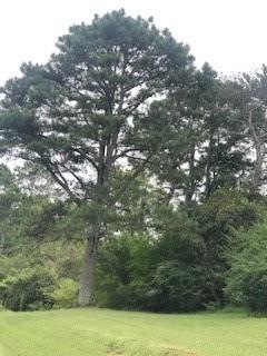 Old growth trees among open green grasses makes an