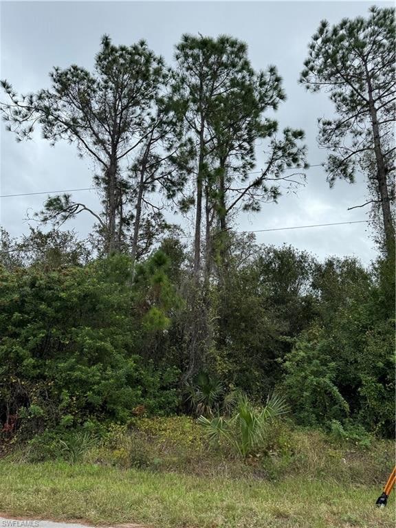 View of local wilderness