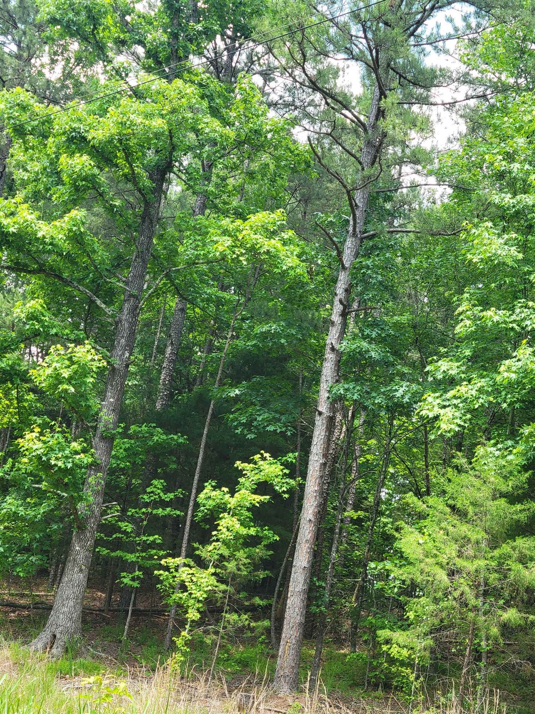 View of wooded area