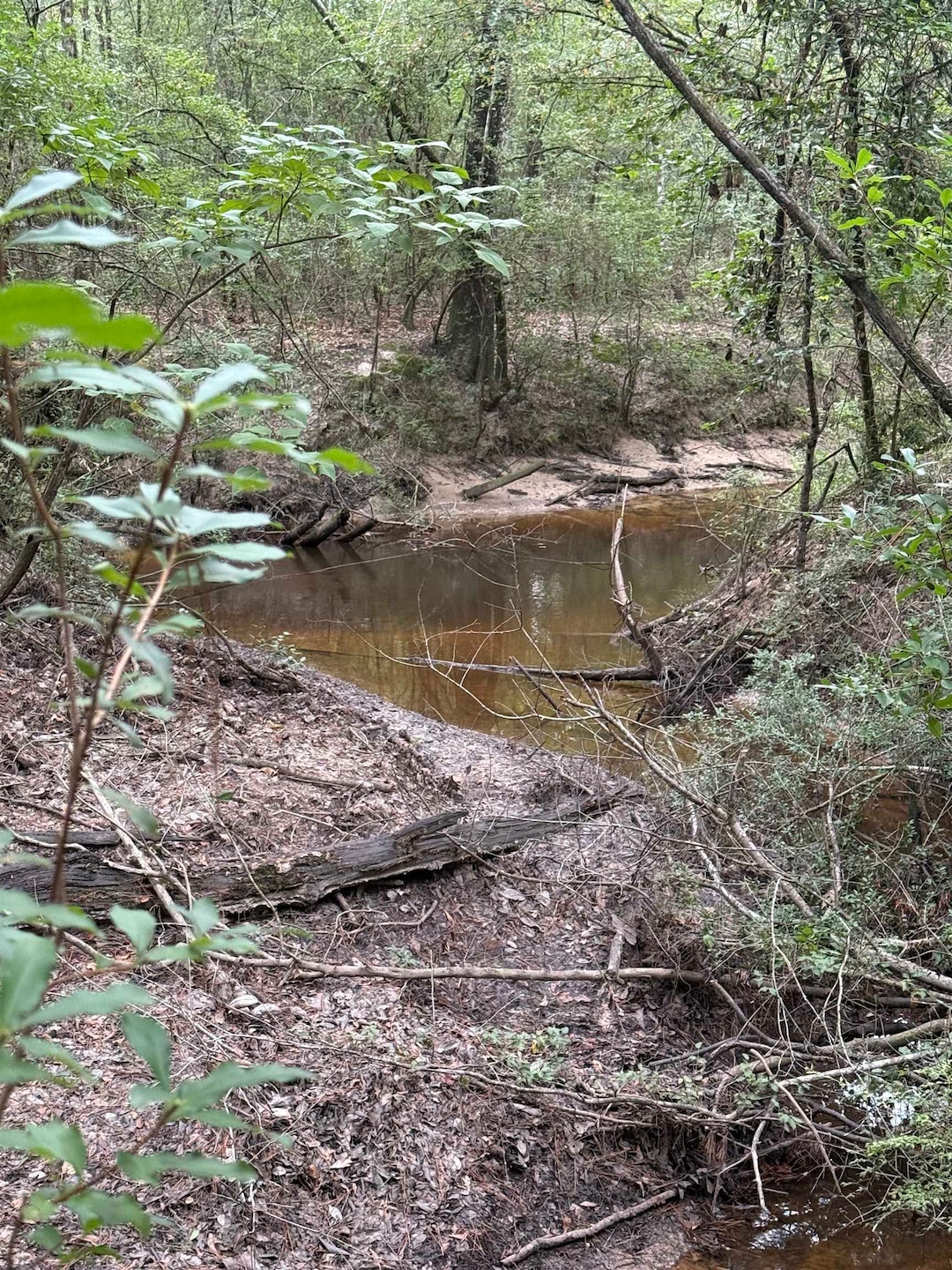 2905 County Road 441, Magnolia Springs, TX 75956 - photo 1